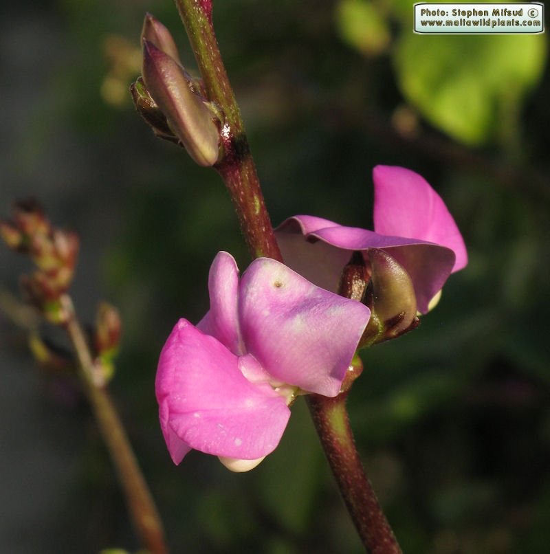 OrnamentalFabaceae2.jpg