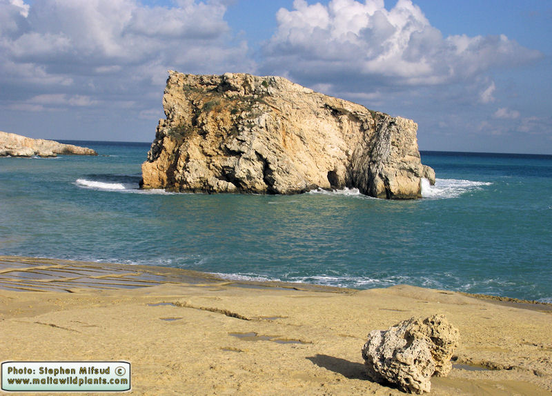 The Island