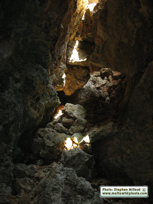 Light of hope