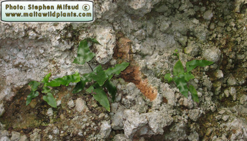 At least rewarded - <i>Phyllitis sagittatum</i> (stated as extinct in the National Red Data Book)