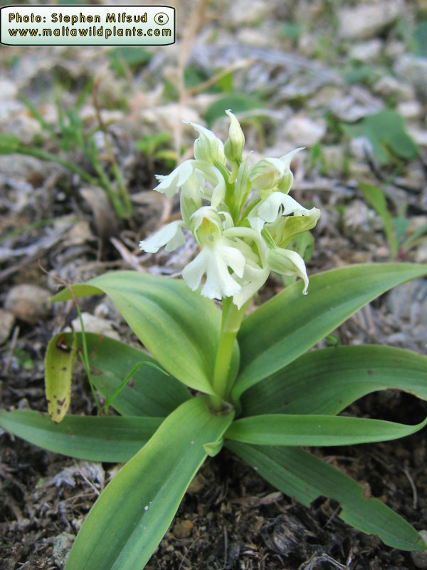 An example of an albino (complete lack of colour). Rather rare.