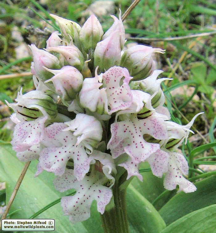 An example of whitish or very pale labellum with dontrasting deep purple spots.