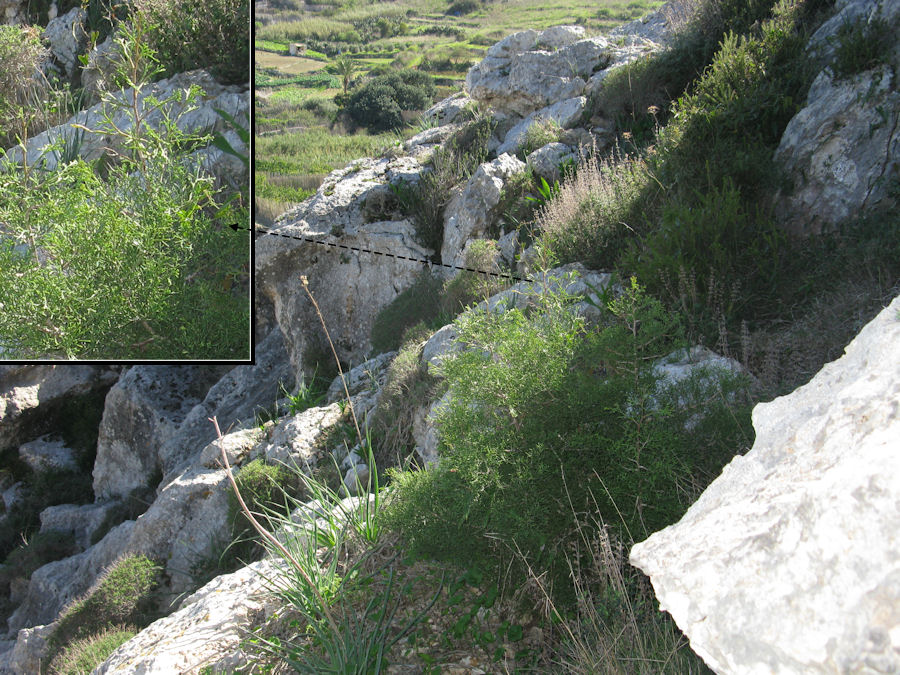 Specimen of Tetraclinis articulata from Gozo.