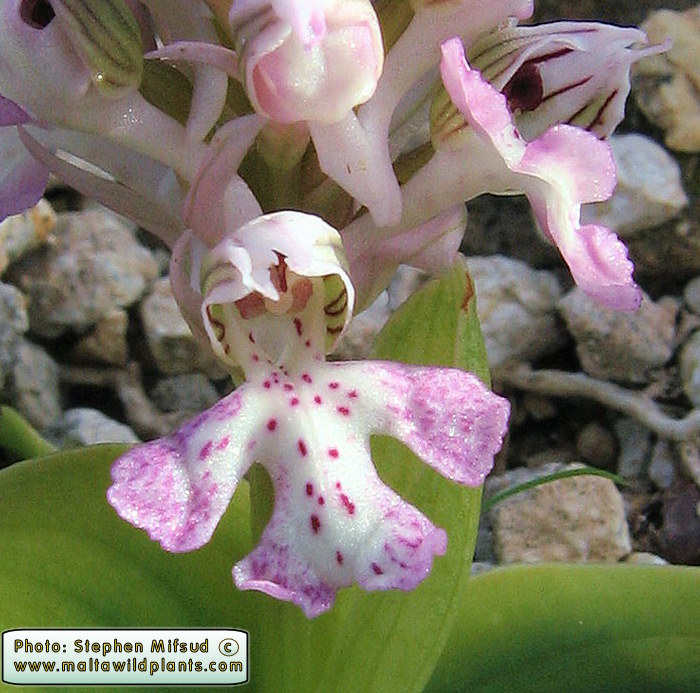This example is the normal colour of the flower.