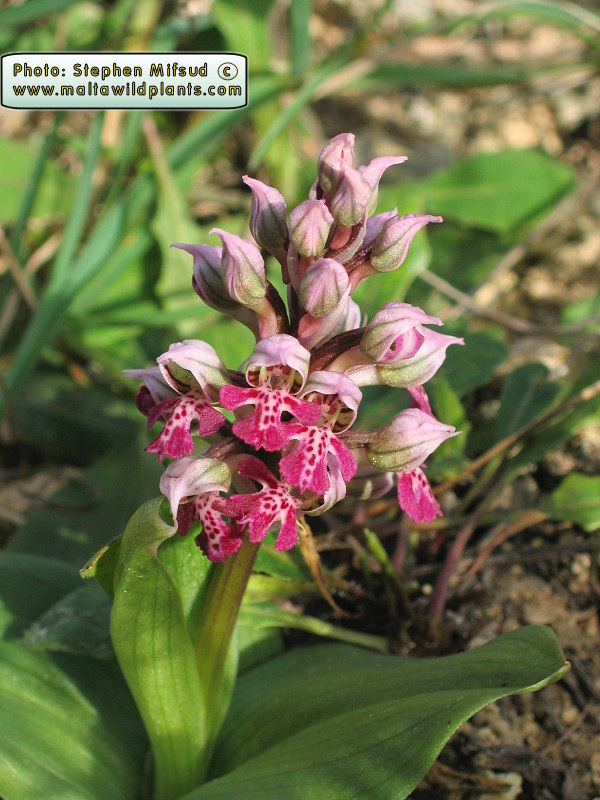 An example with deep colours. this is probably the extreme that the colour intensity can get for this species