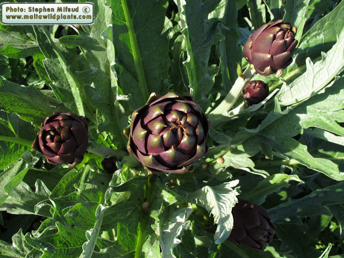 Cultivate artichokes - not ready to eat yet!