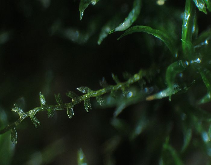 Cephalozia or Leiocolea.