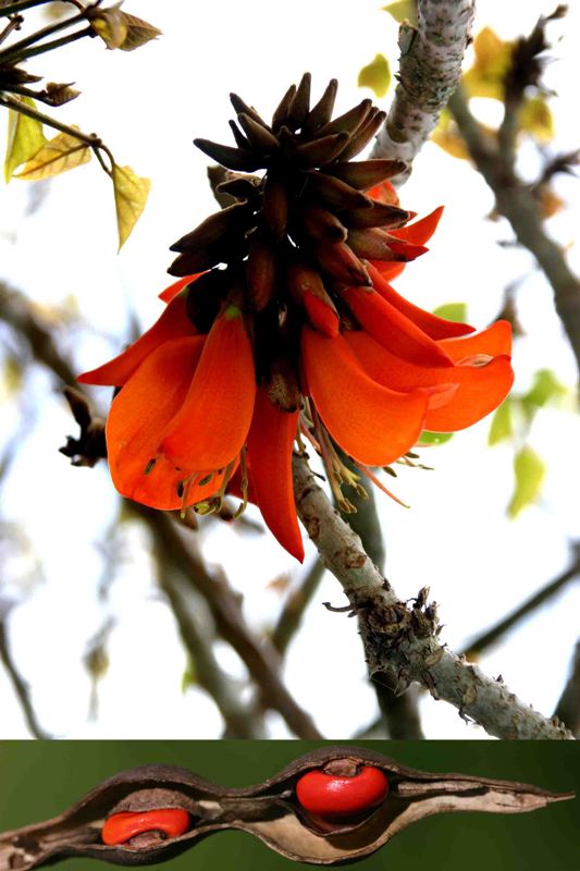 Erythrina variegata forum.jpg
