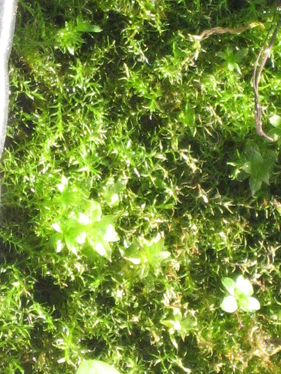 moss4
