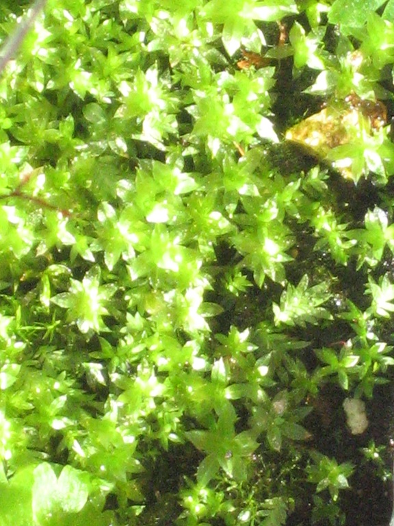 moss3