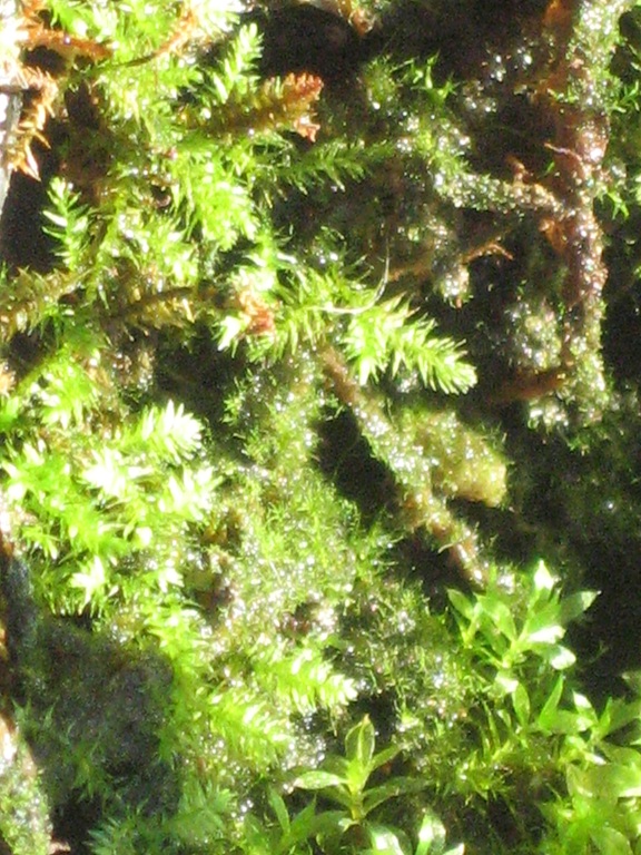 moss2