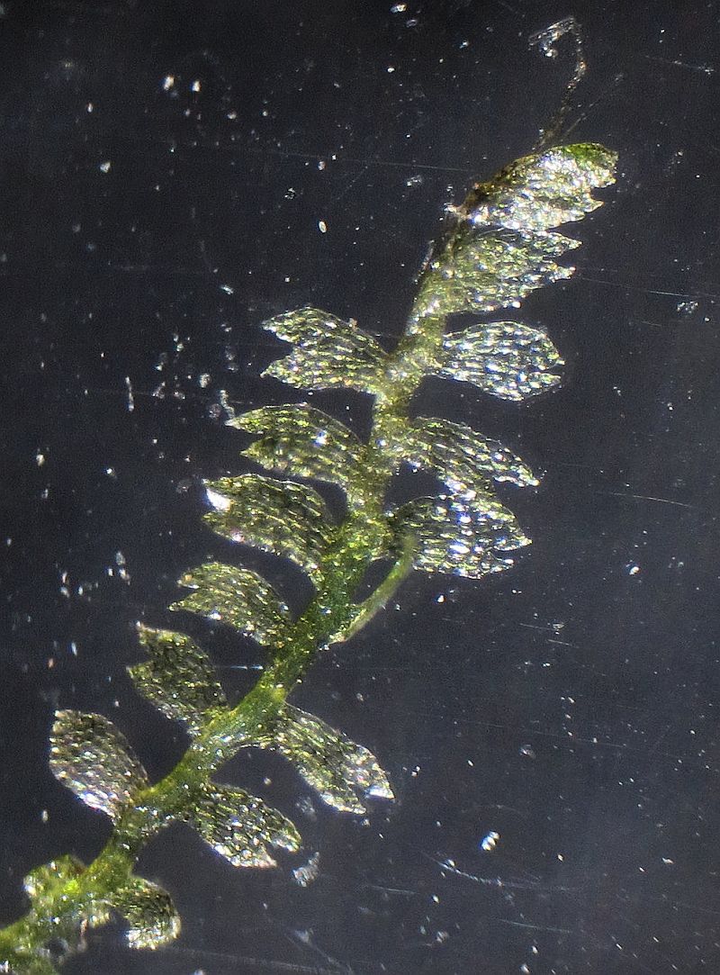 Lateral leaves