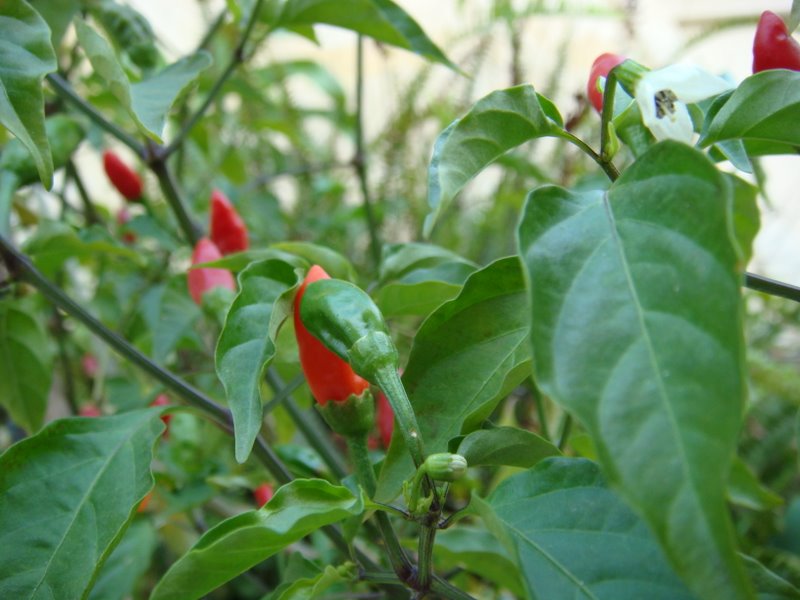 plant_B02.jpg