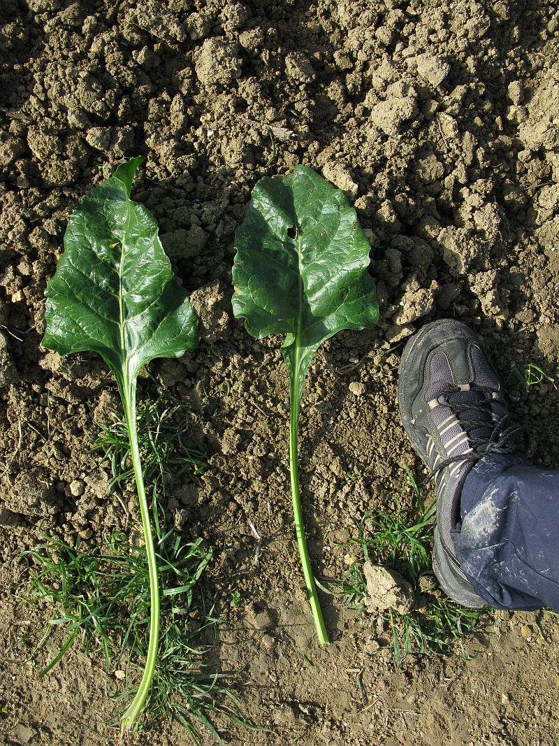 Beta cf vulgaris ?