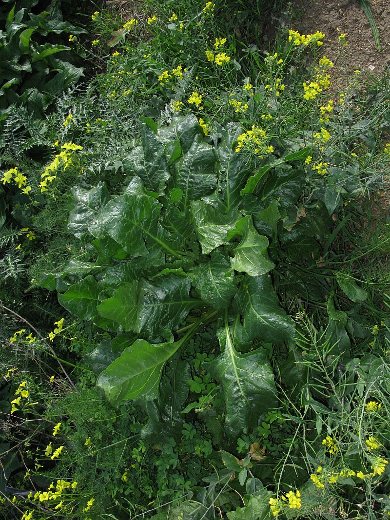 Beta cf vulgaris ?