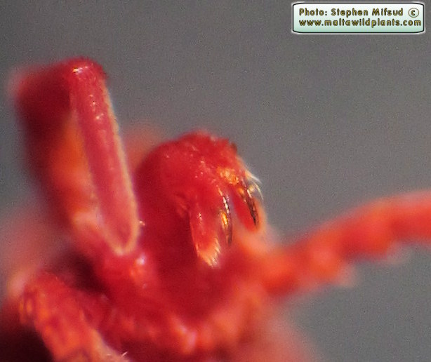 Feeding parts