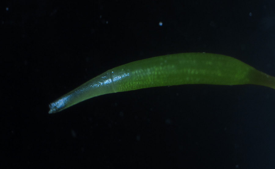 Moss7.jpg