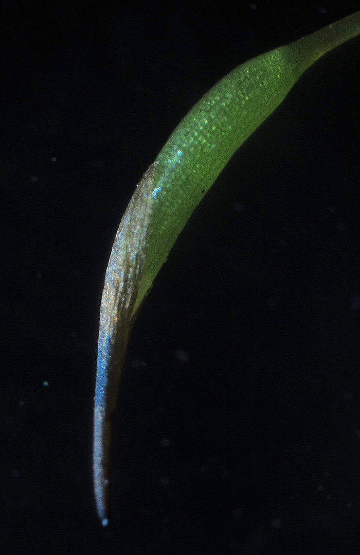 Moss6_s.jpg