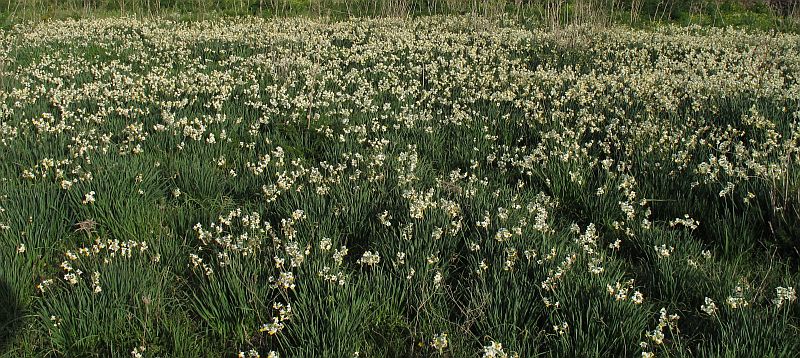 NarcissusBed.jpg