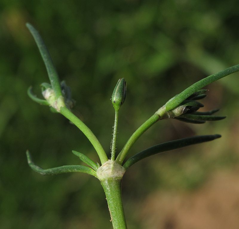 Spergularia sp.