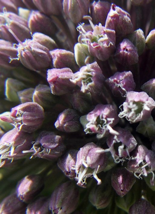Allium commutatum