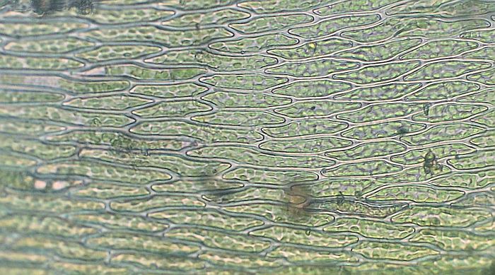 Byrum caespiticium