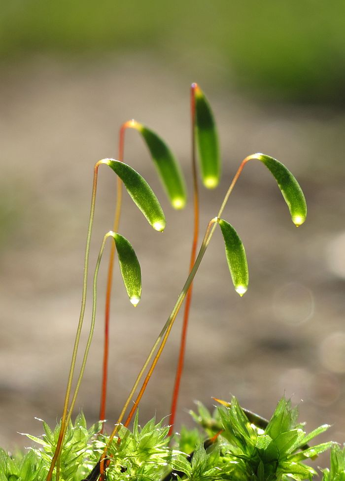 Byrum_caespiticum1.jpg