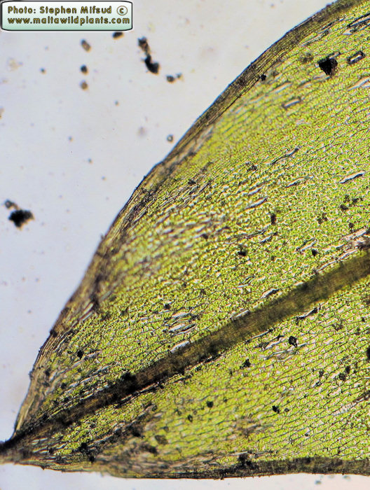 Apical part of Lamina