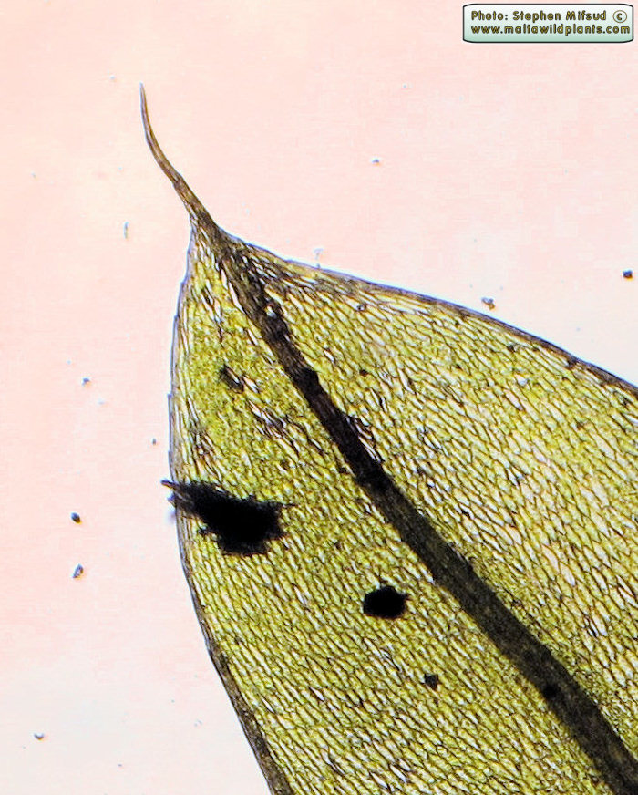 Apical part of lamina