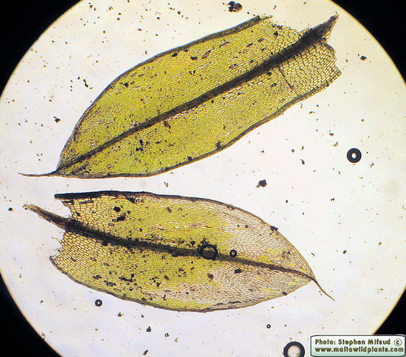 Leaves showing a fairly long costa and dark margin, but is that becasue leaf margin is slightly curved?