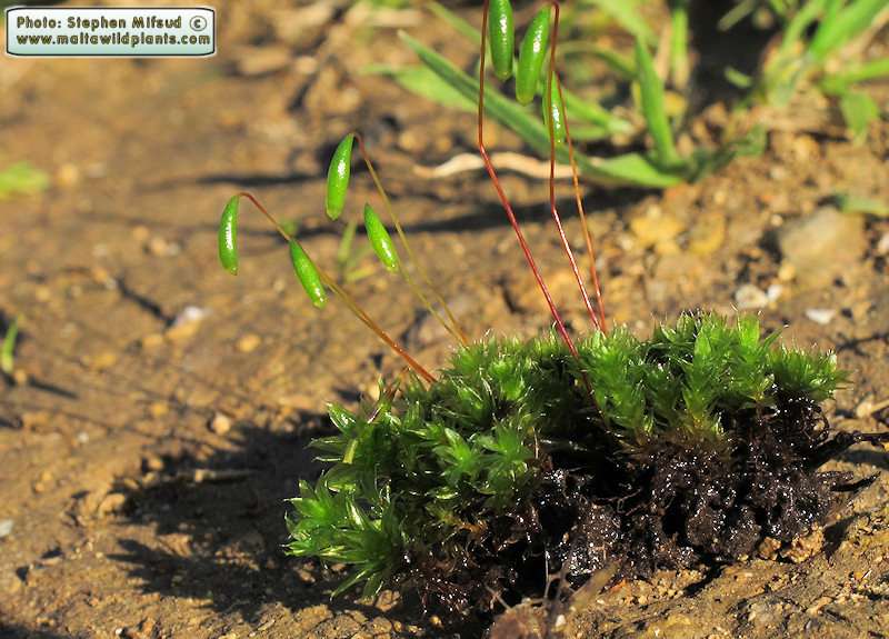 Habit, translocated in a sunny position for a good photo