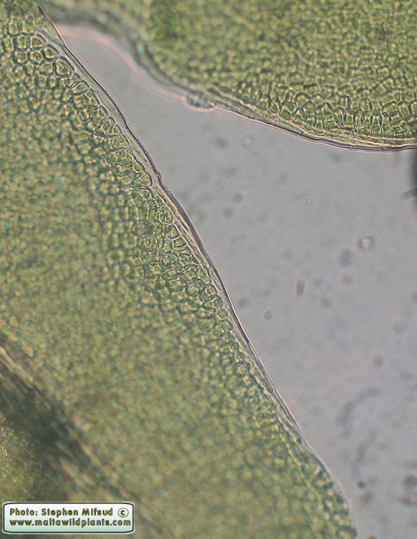 Lamina margin.