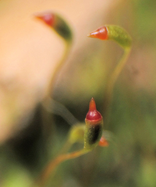The incurved capsules with a red tip. None were dehisced for further inspetion of spores