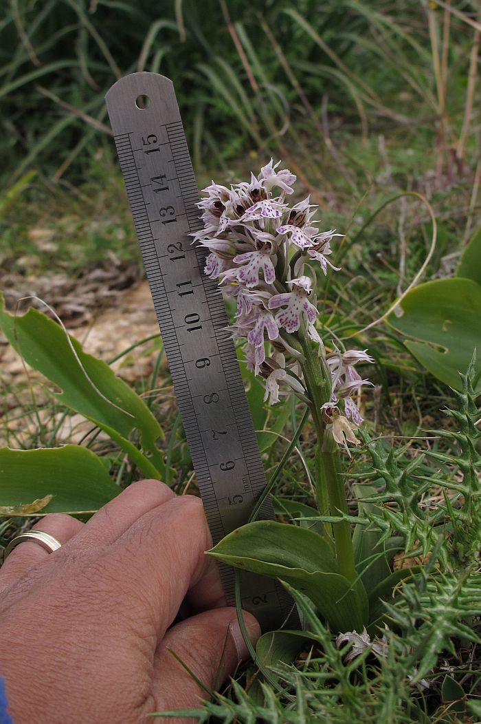 Robust large plant
