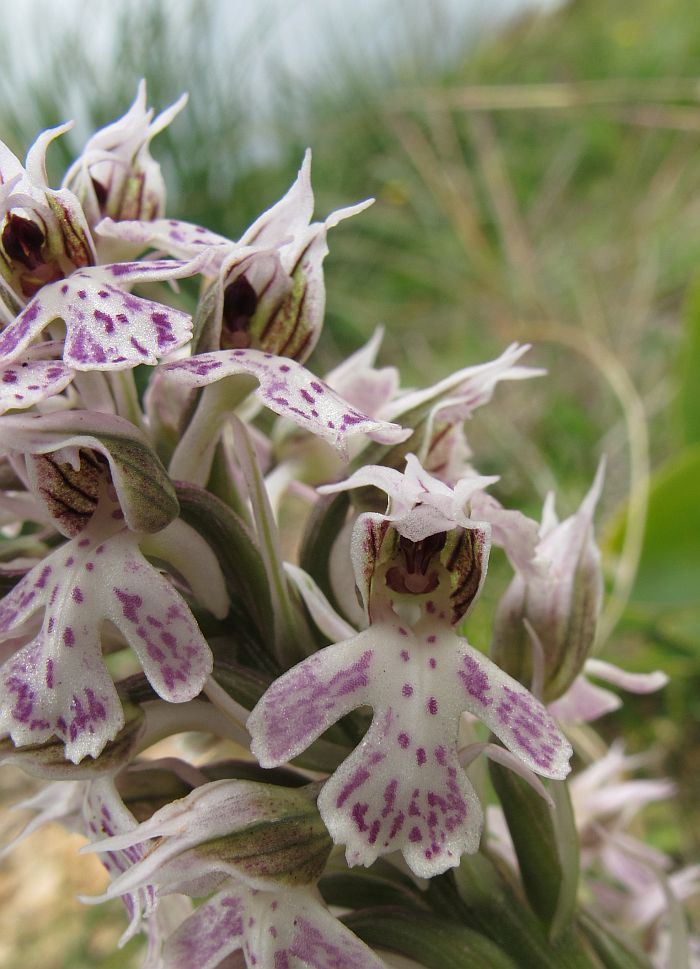 Orchis cf conica with alrge lips