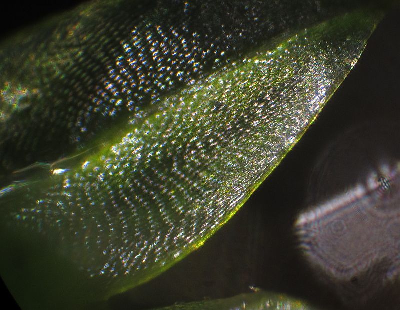 Magnified image at an angle showing that the margin is not revolute, but there is a kind of border.