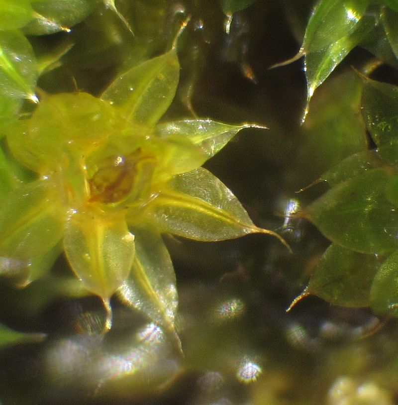 Leaves, at a certain angle with incident light, they appera to have a distinct chorine-green border. Leaves at other orientation seems to be without a distinct border.