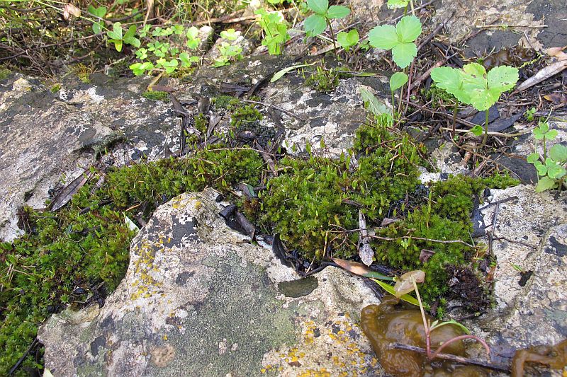 Habitat and habit