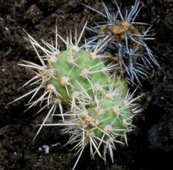 Opuntia fragilis