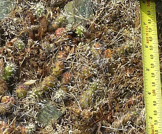 Opuntia_fragilis1.jpg
