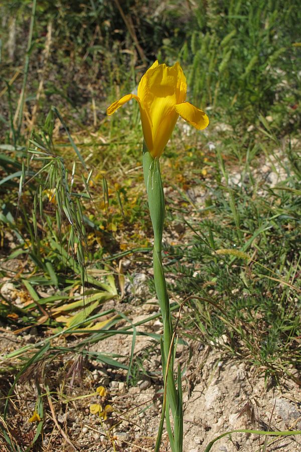 IrisYellow4.JPG