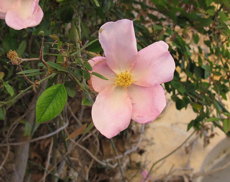 Rosa_sp5.jpg