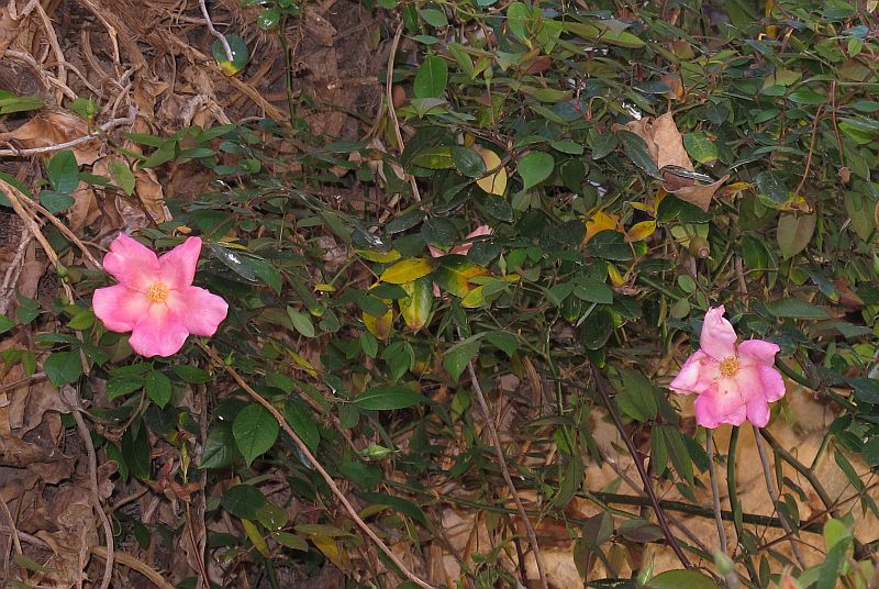 Rosa_sp2.jpg