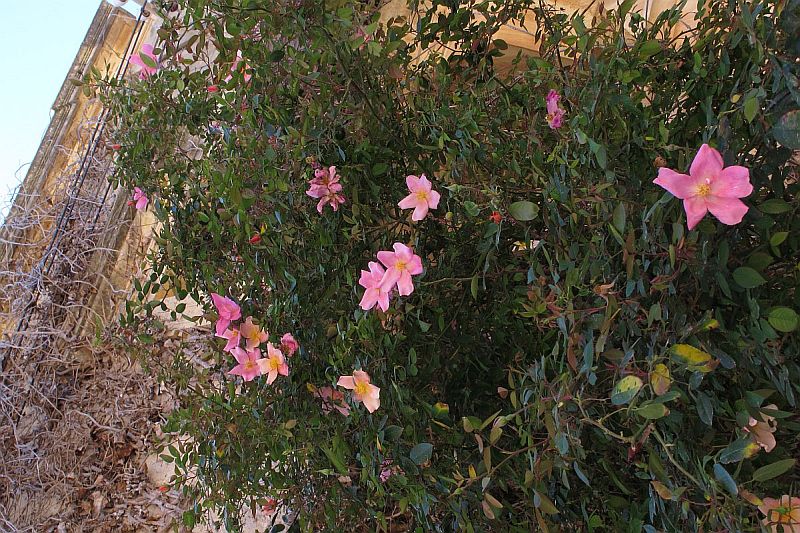 Rosa_sp1.jpg