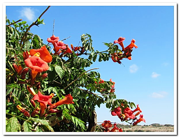 2011-06-10 Ta Falka_001.jpg