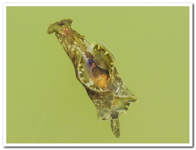 2011-06-14 SalinaFrans_025.jpg
