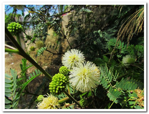2011-06-14 SalinaFrans_001.jpg