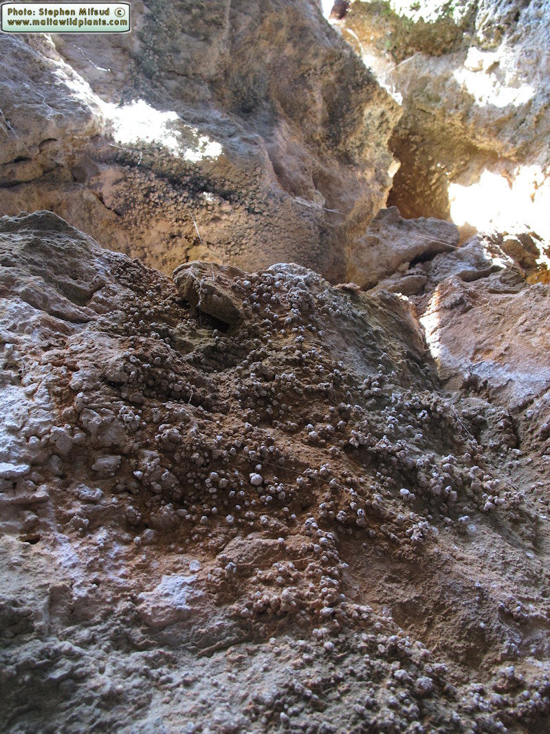 The Warts !