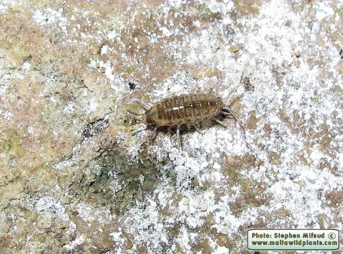 Isopod1.JPG
