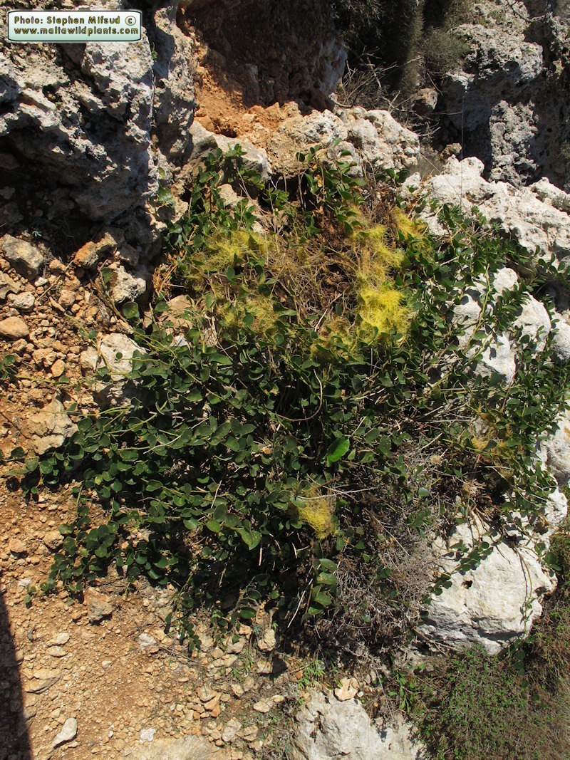 Cuscuta sp. with yellow habit - possibly C. campestris.